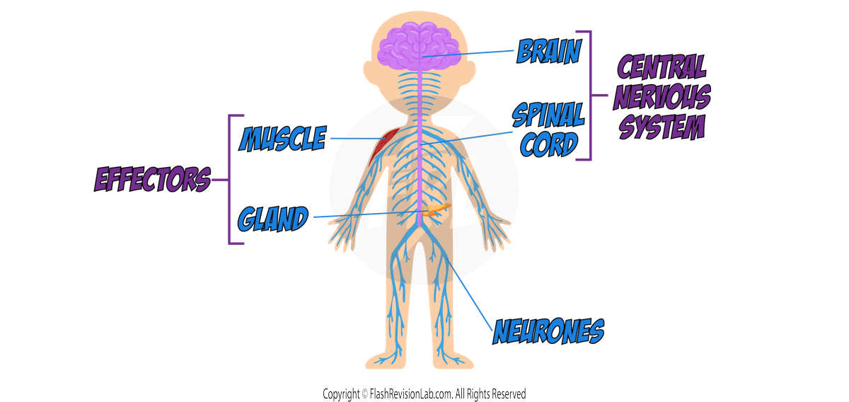 Nervous System